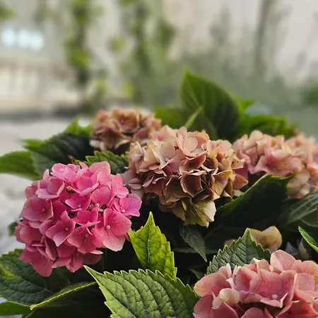 Albayda Garden